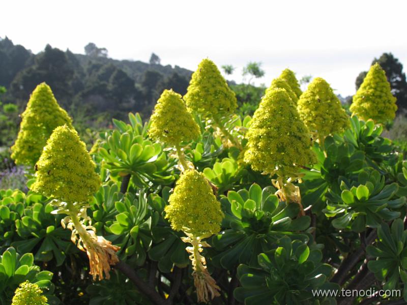 LaPalma (080).JPG